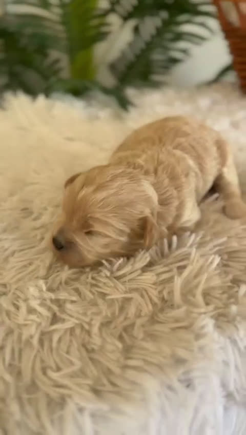 Maltipoo perros en venta: MALTIPOO MACHO - Video 1