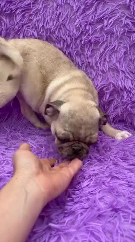 Carlino - Pug perros en venta: Carlino - pug exóticas  - Video 2