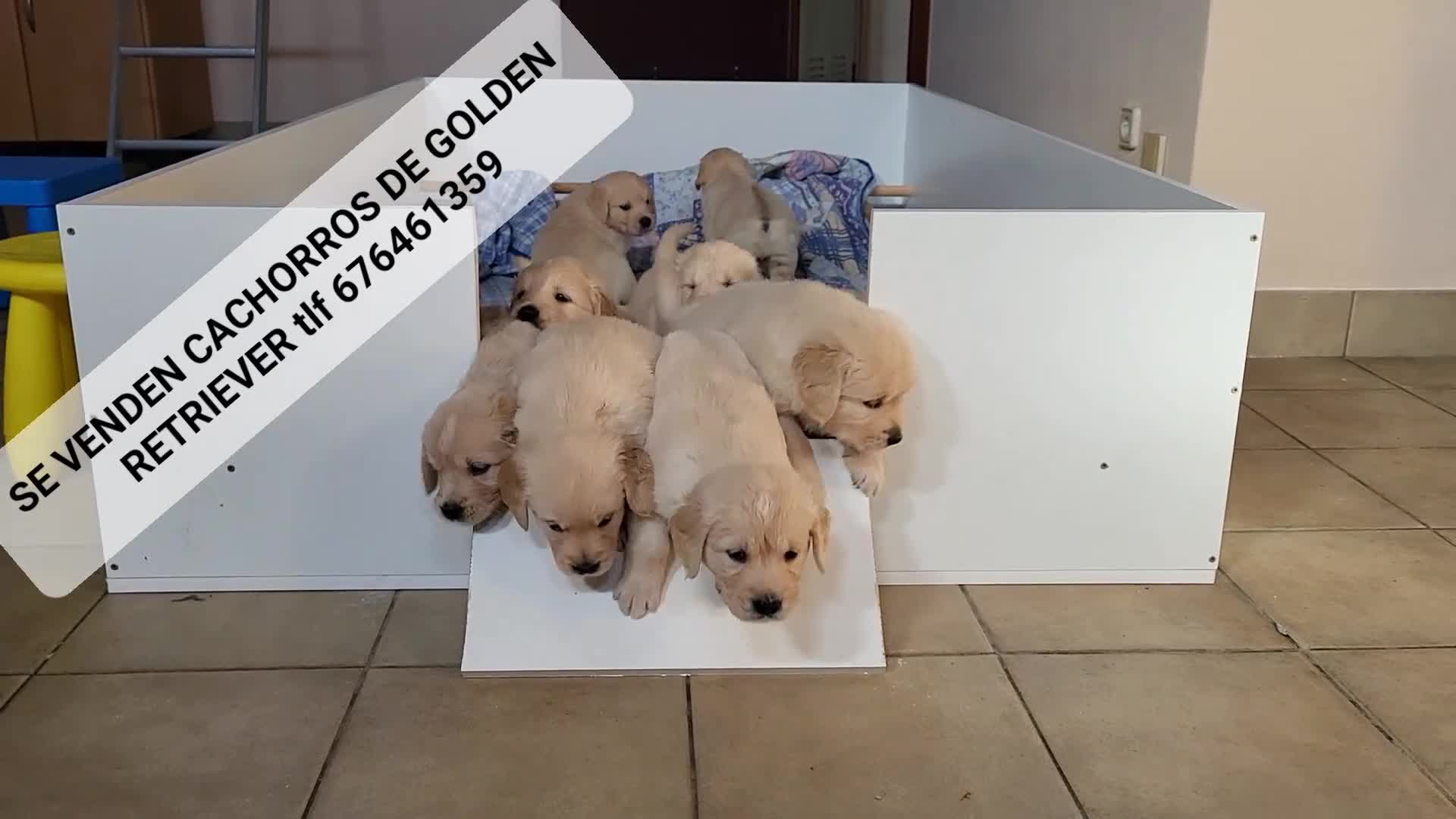 Golden Retriever perros en venta: Golden retriever - Video 1
