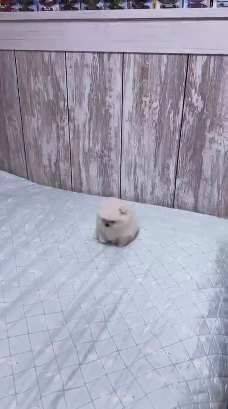 Pomerania perros en venta: Pomerania auténtico macho  - Video 1