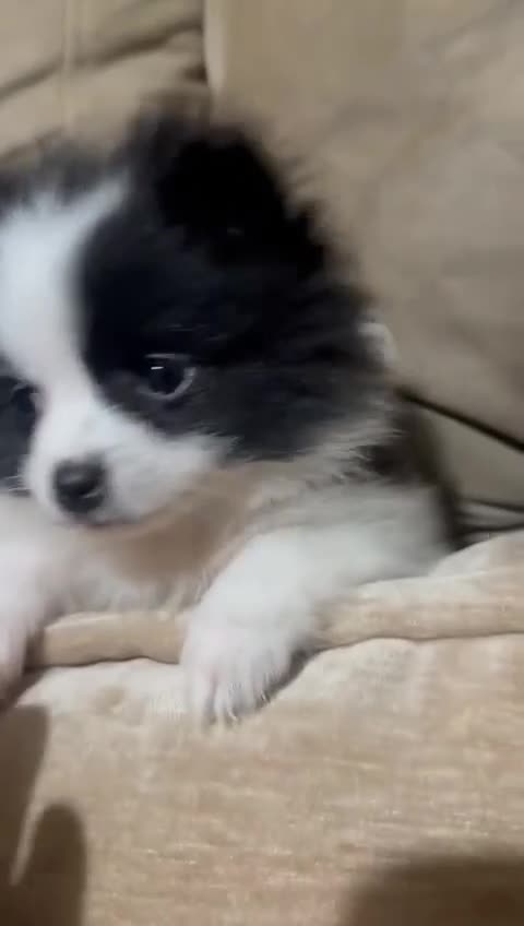 Pomerania perros en venta: Lulu pomerania en Sevilla - Video 1