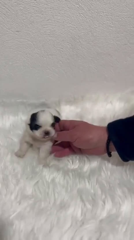 Shih Tzu perros en venta: SHIH TZU MINI - Video 1