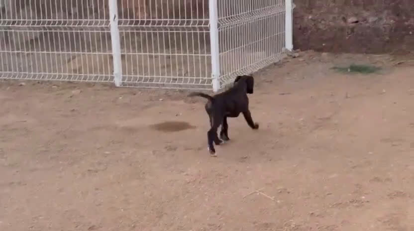 Boxer perros en venta: Boxer - Video 2