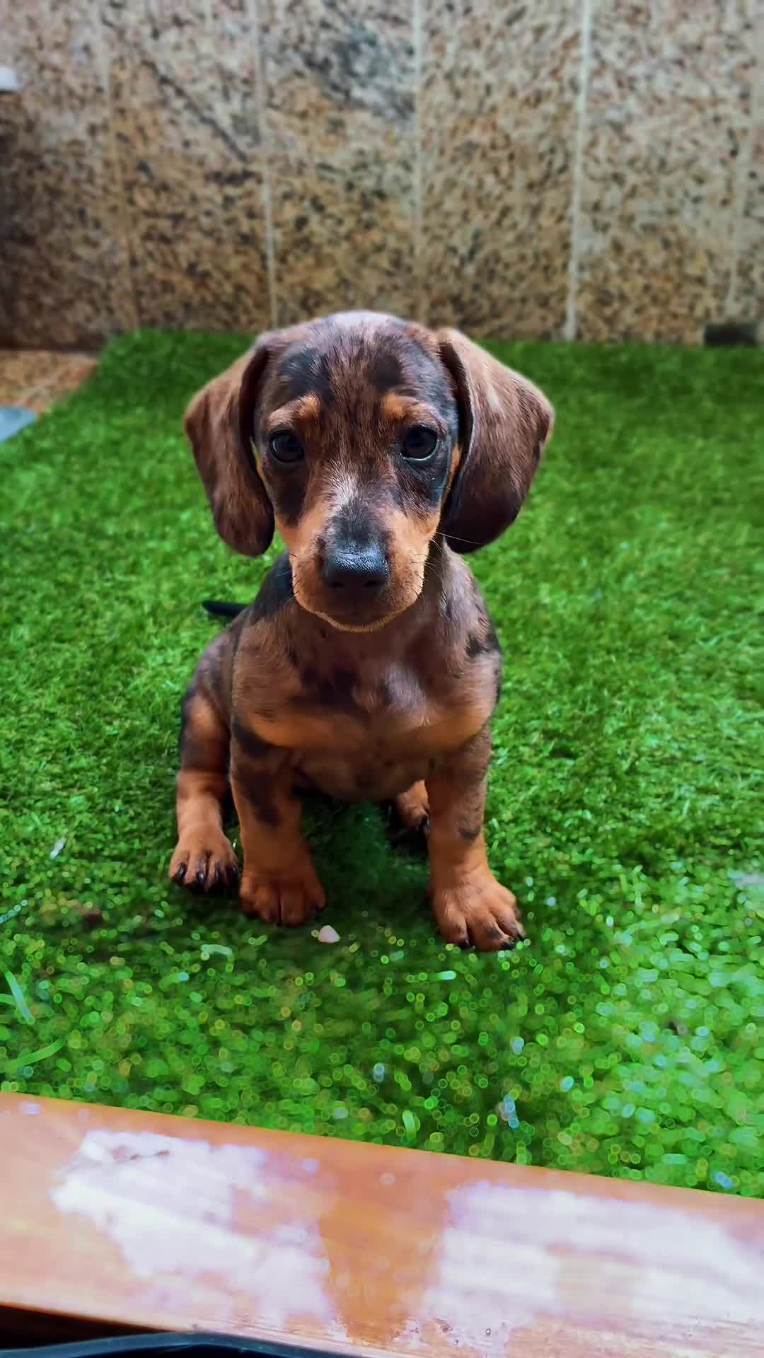 Teckel perros en venta: Teckel hembra  - Video 3