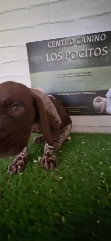 Braco Alemán de Pelo Corto perros en venta: Cachorro braco alemán macho - Video 1
