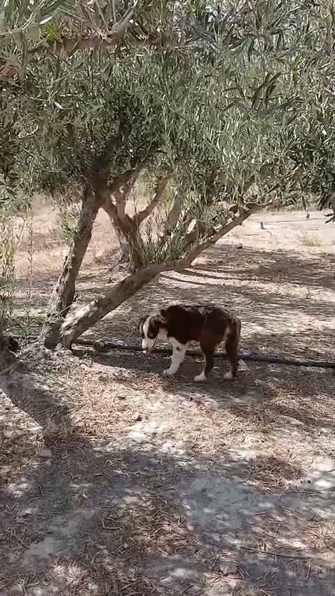 Pastor Australiano perros en venta: PASTOR AUSTRALIANO  - Video 1