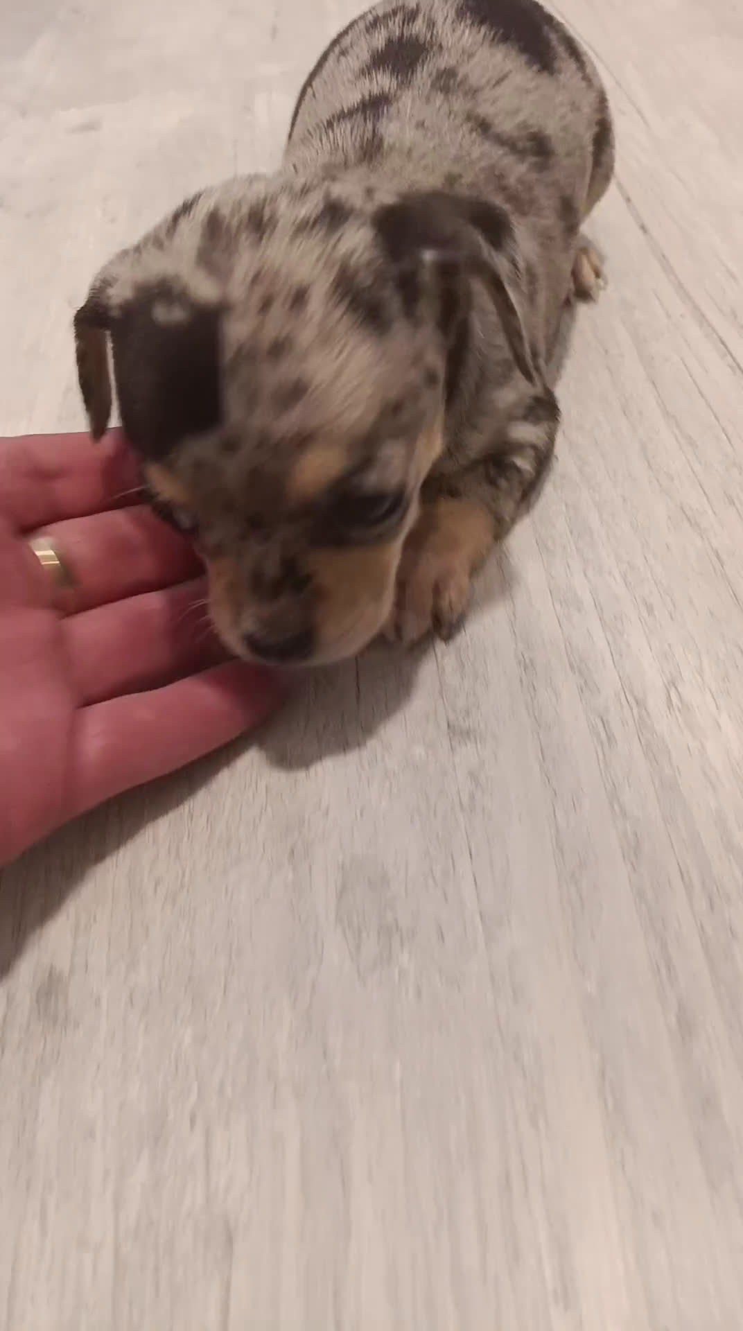 Chihuahua perros en venta: Hembra chihuahua merle toys  - Video 1