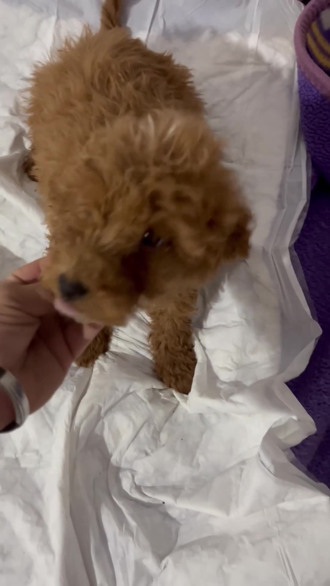 Caniche Enano perros en venta: CANICHES - Video 1