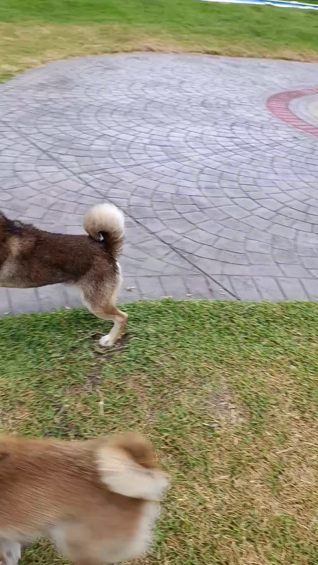 Shiba Inu perros en venta: SHIBA INU - Video 3