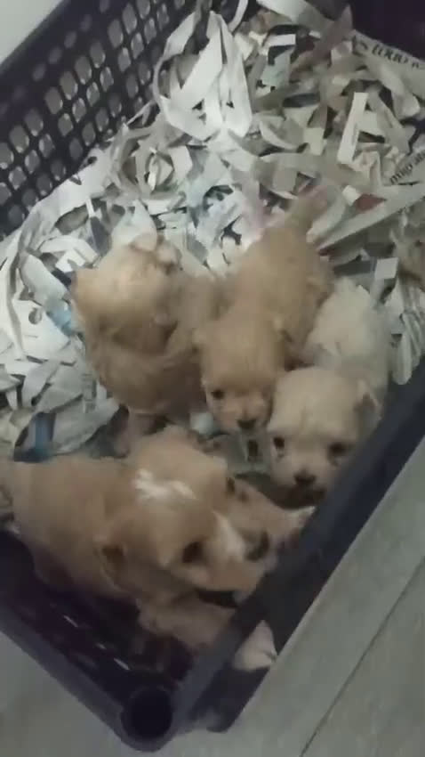 Maltipoo perros en venta: Maltipoo hembra y macho  - Video 1