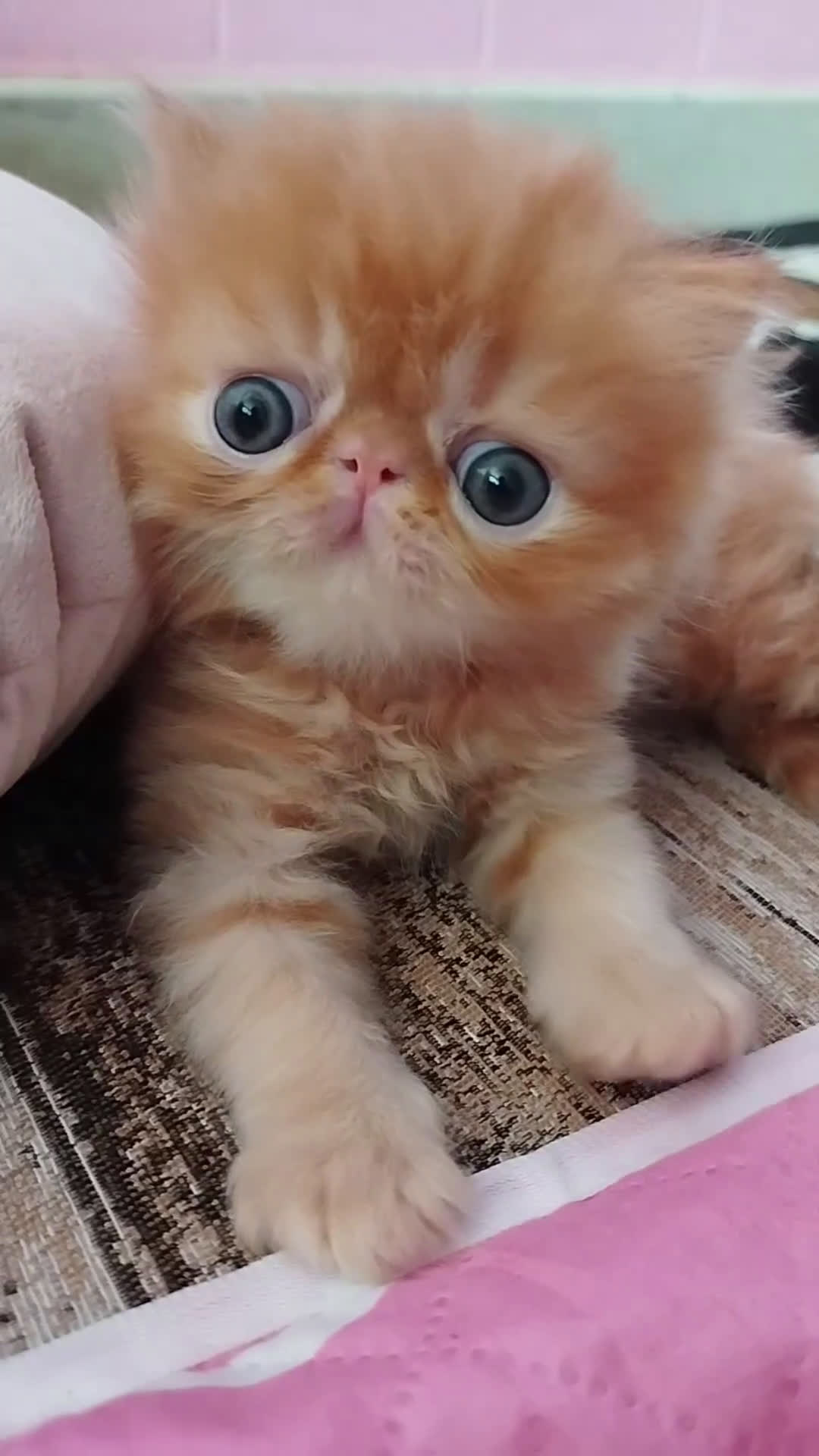Persa gatos en venta: Gatito Persa Exotico Pura Raza - Video 1
