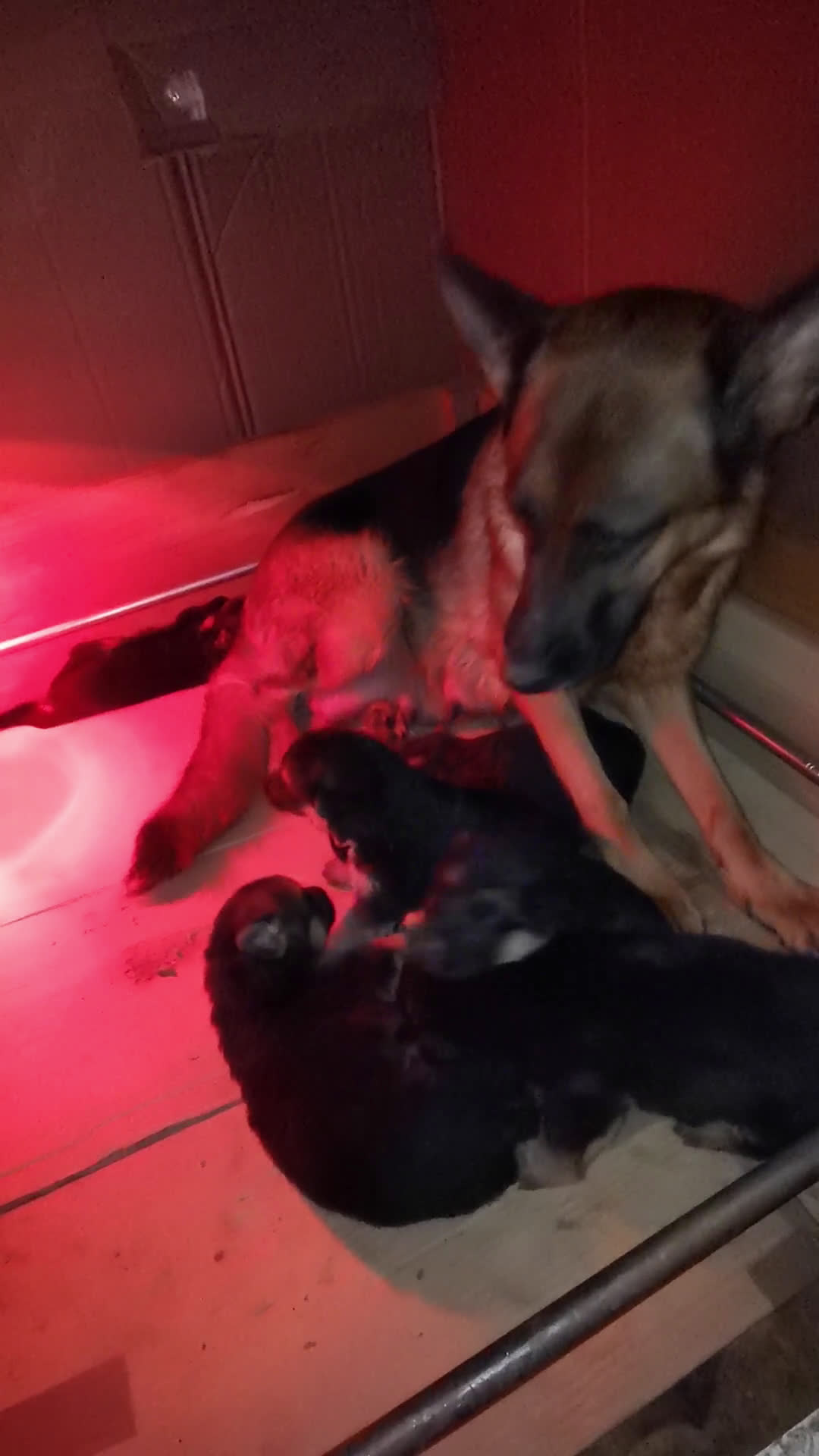 Pastor Alemán perros en venta: CACHORROS PASTOR ALEMÁN  - Video 4