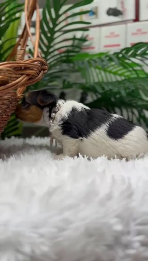 Yorkshire Terrier perros en venta: YORKSHIRE BIEWER - Video 1