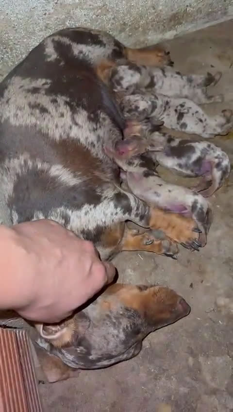 Teckel perros en venta: Teckel canichen - Video 1