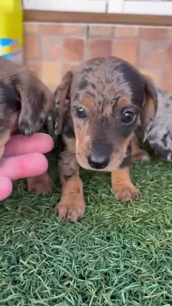Teckel perros en venta: Teckel kanichen maxima calidad - Video 2