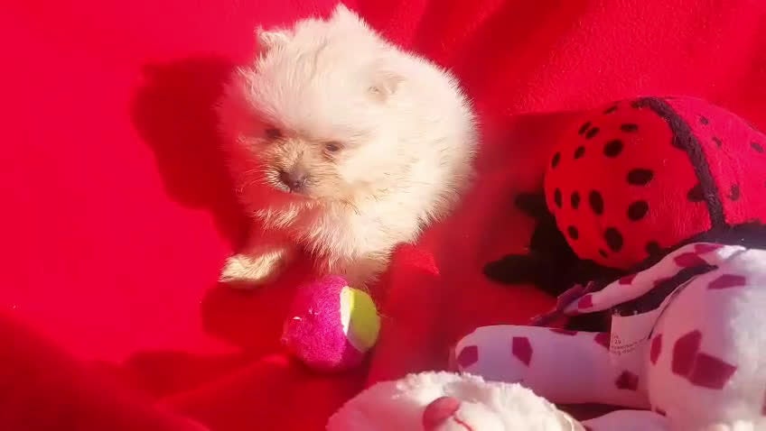 Pomerania perros en venta: LULUS POMERANEAS EXCLUSIVOS - Video 2