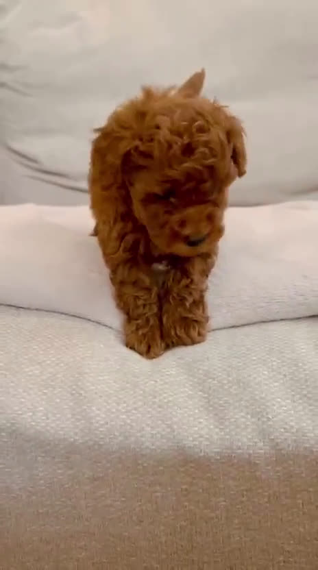 Caniche Toy perros en venta: Caniche Toy 🧸 - Video 1