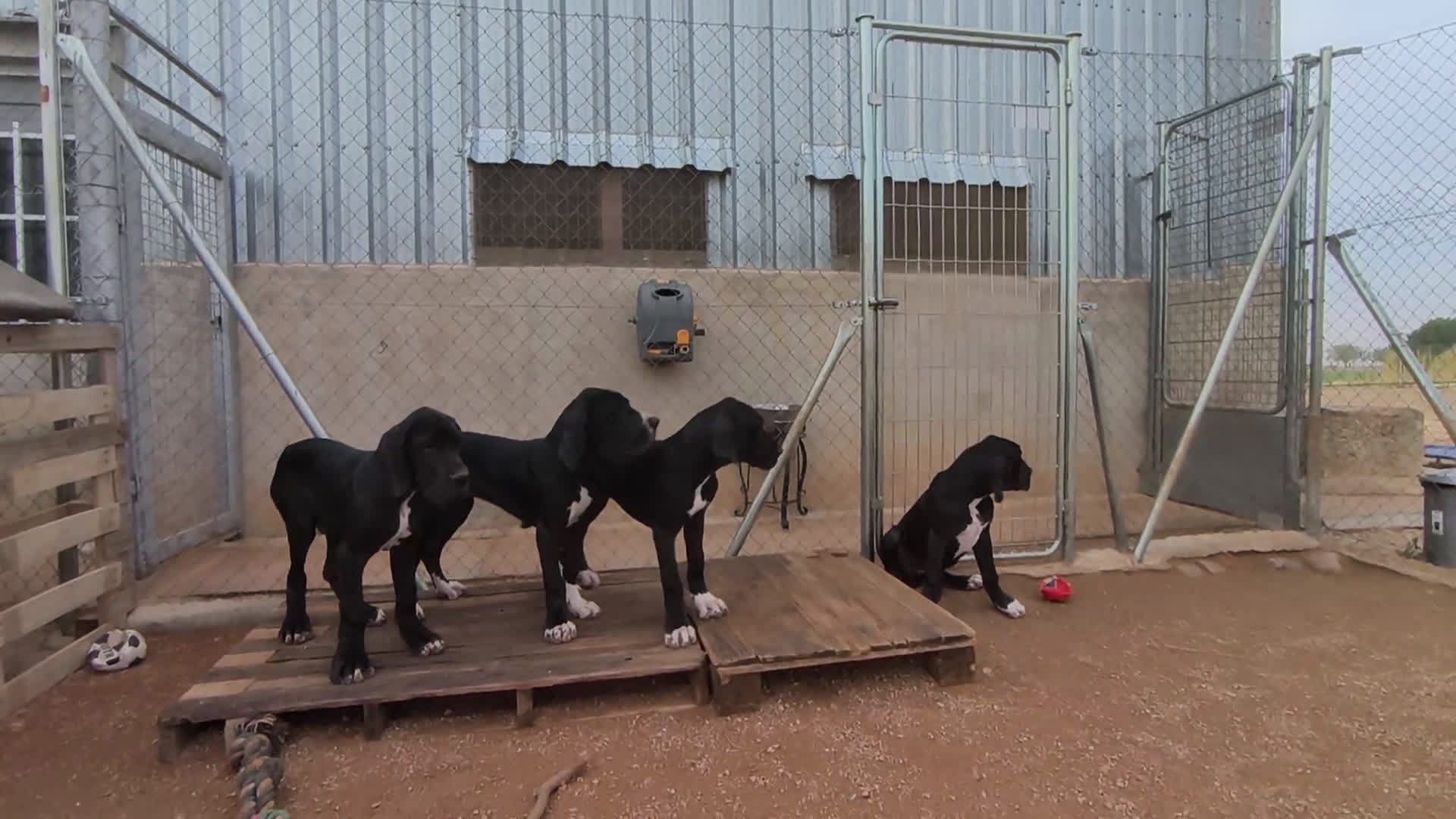Dogo Alemán perros en venta: Cachorros de Dogo Alemán - Video 1