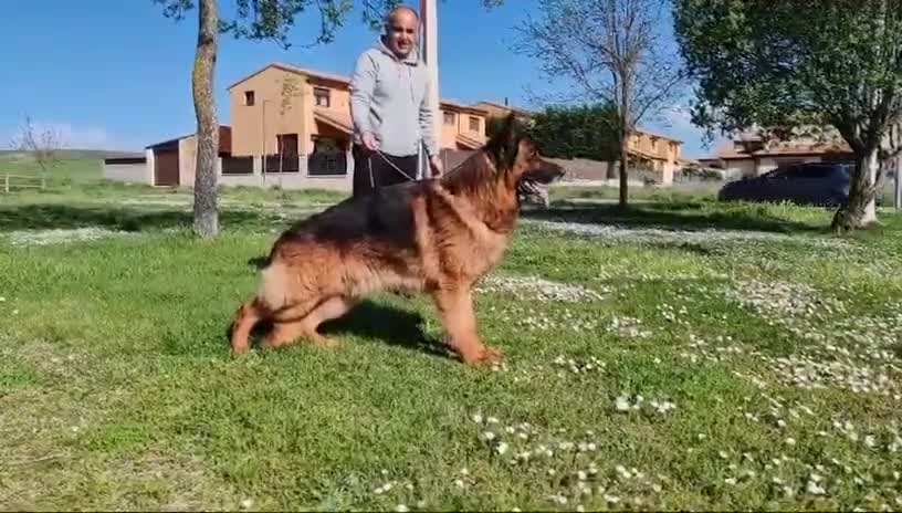 Pastor Alemán perros en venta: Cacharros de pastor alemán  - Video 1