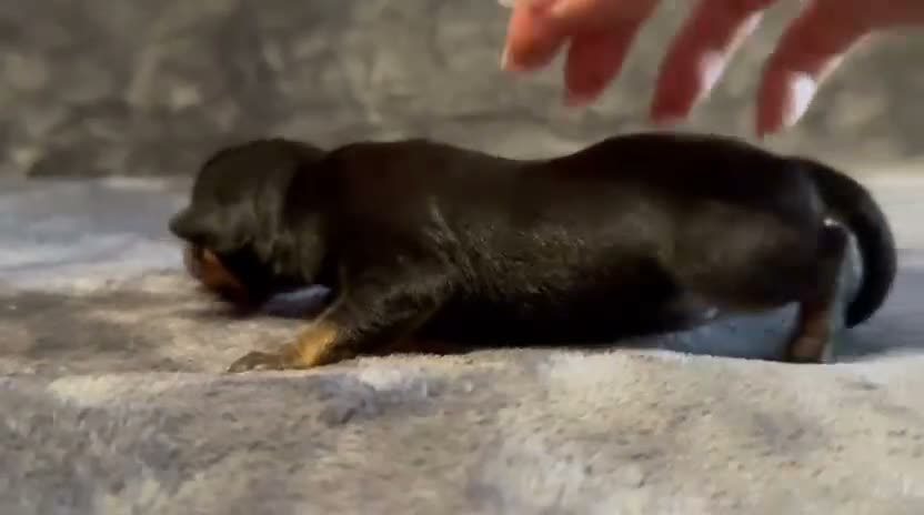 Pinscher Miniatura perros en venta: Pinscher Miniatura - Video 2