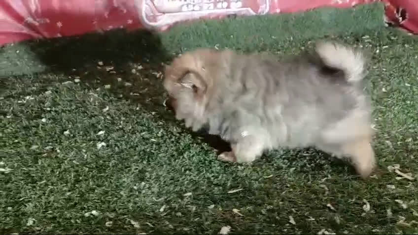 Pomerania perros en venta: CAMADA DE POMERANIA  en Madrid - Video 2
