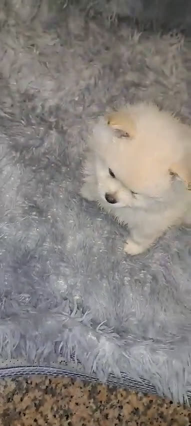 Pomerania perros en venta: Lulu de pomeranias Toy muy peluditos - Video 5