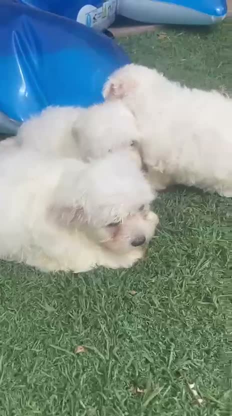 Bichón Maltés perros en venta: Bichon maltes - Video 2