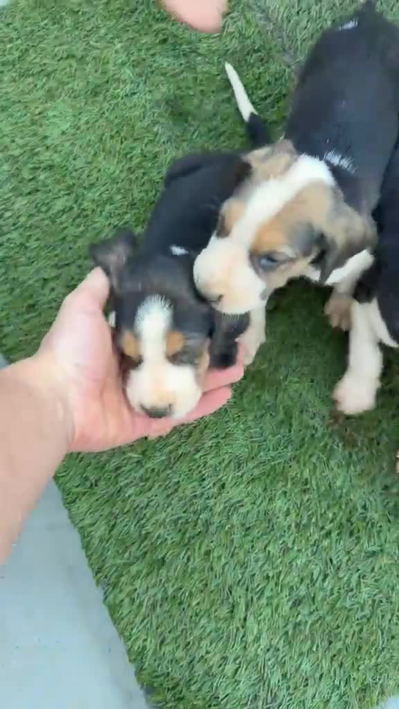 Otras razas perros en venta: Anglo Franceses  - Video 1