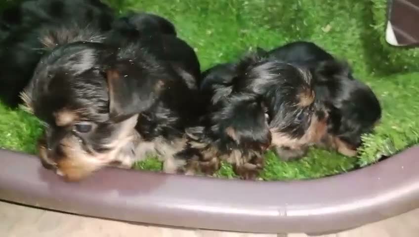 Yorkshire Terrier perros en venta: Preciosos Cachorros Yorkshire - Video 2