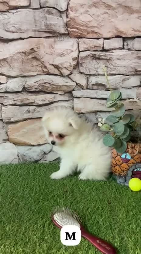 Pomerania perros en venta: POMERANIA BLANCO MINI TOY - Video 1