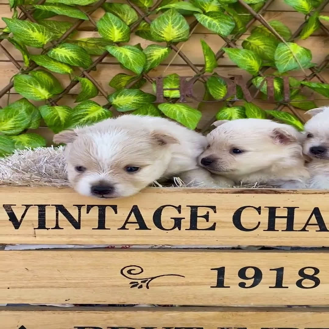 Pomerania perros en venta: Camada de Jazmín - Video 4
