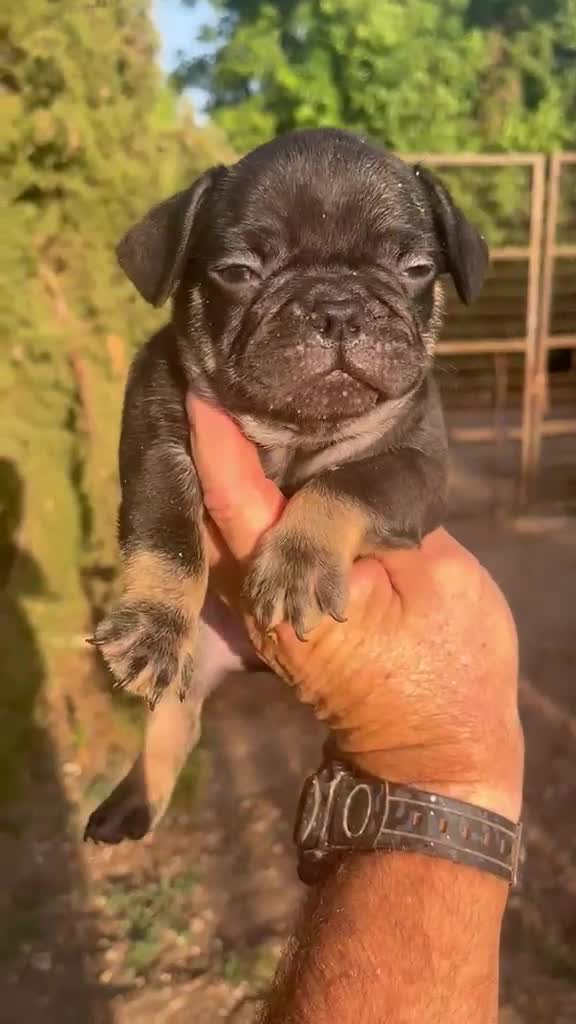 Bulldog Francés perros en venta: Bulldog Frances Black and Tan - Video 1