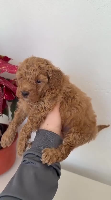 Caniche Toy perros en venta: CANICHE TOY - Video 3