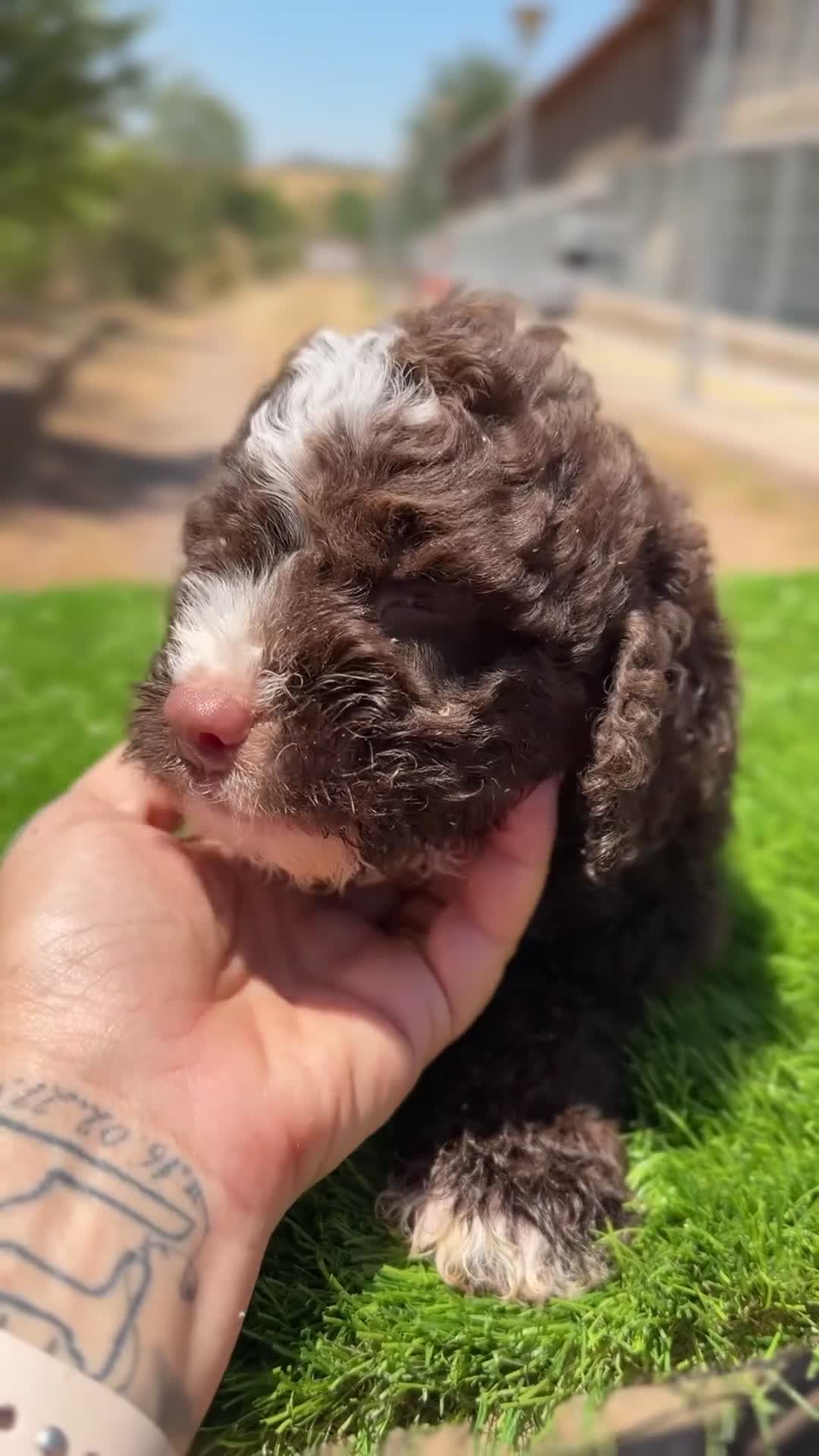 Perro de Agua Español perros en venta: Perro de agua español  - Video 3