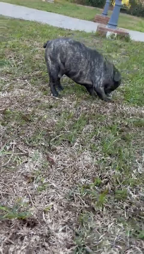 Bulldog Francés perros en venta: Bulldog francés  - Video 1