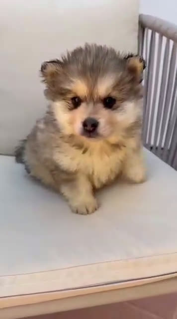Raza Mixta perros en venta: Pomsky - Video 1