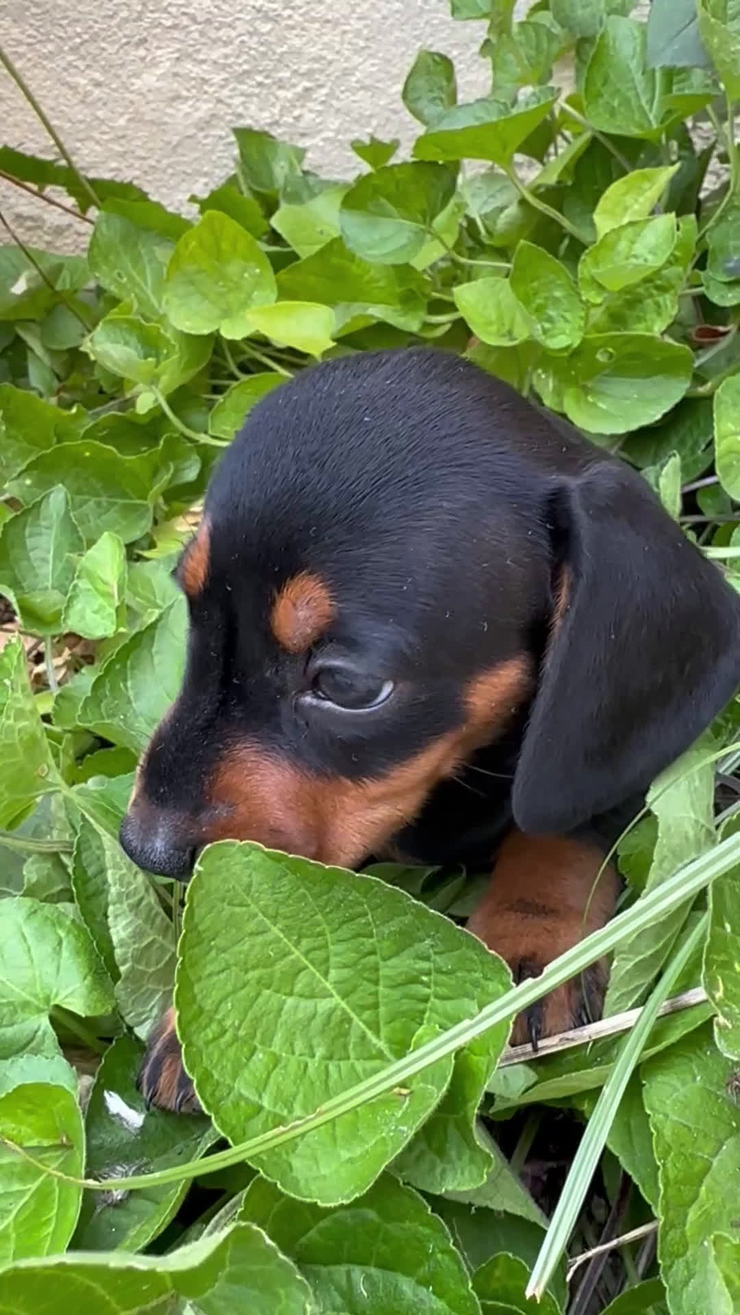 Teckel Miniatura perros en venta: Teckel miniaturas espectaculares  en Toledo - Video 1