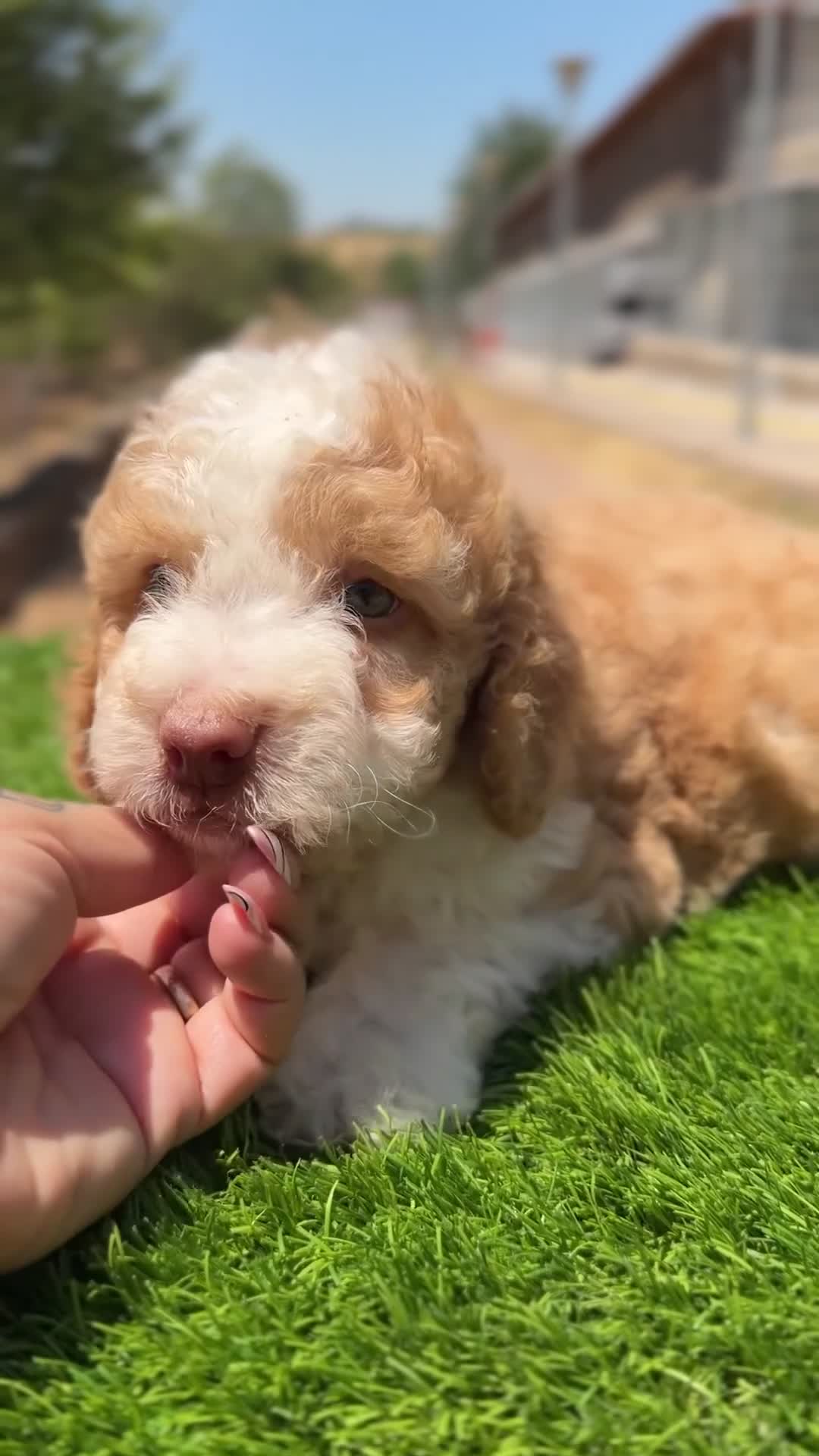 Perro de Agua Español perros en venta: Perro de agua español  - Video 2