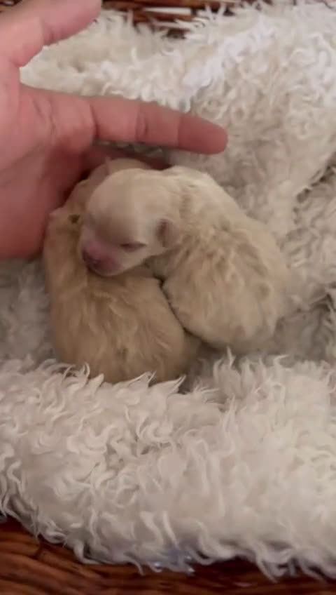 Maltipoo perros en venta: MALTIPOO HEMBRA - Video 1