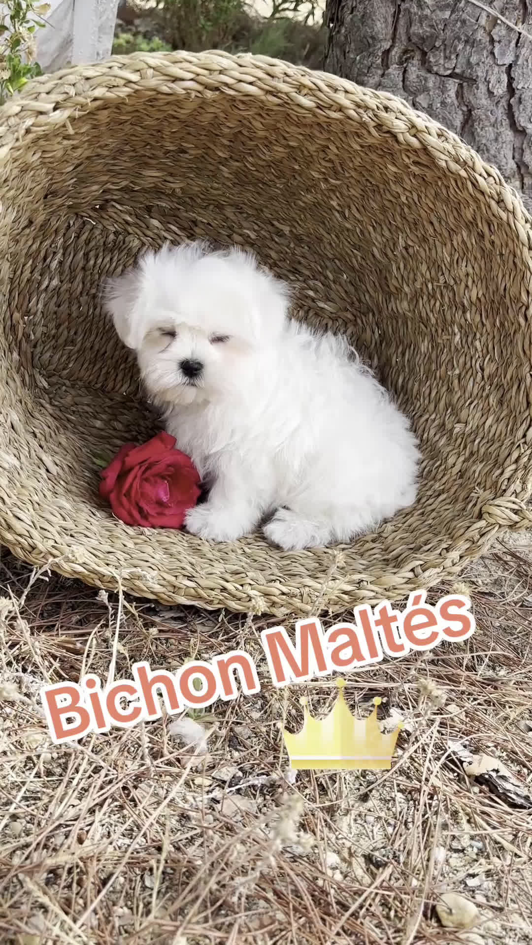 Bichón Maltés perros en venta: Bichon Maltés Hembra y Macho  - Video 1
