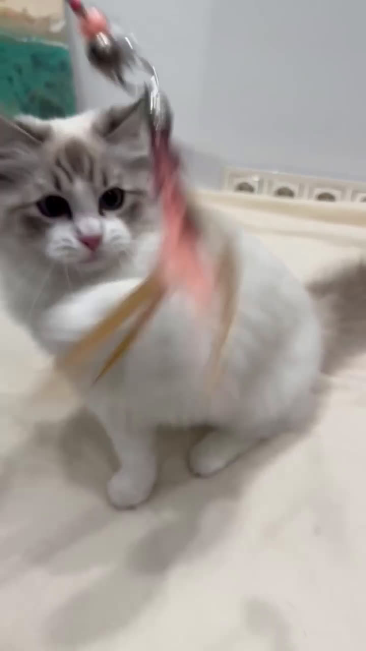 Ragdoll gatos en venta: Gatita Seal Tabby Bicolour - Video 1