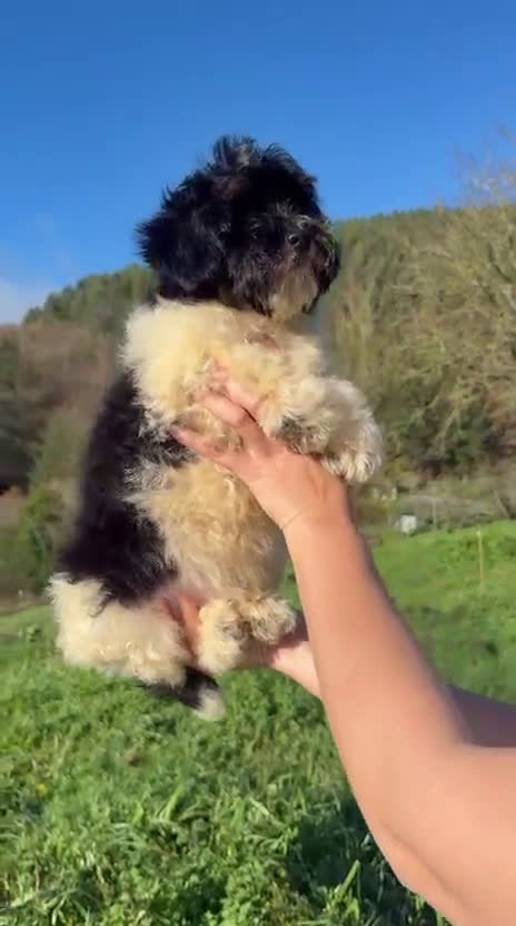 Caniche Toy perros en venta: Cachorros caniche toy  - Video 2