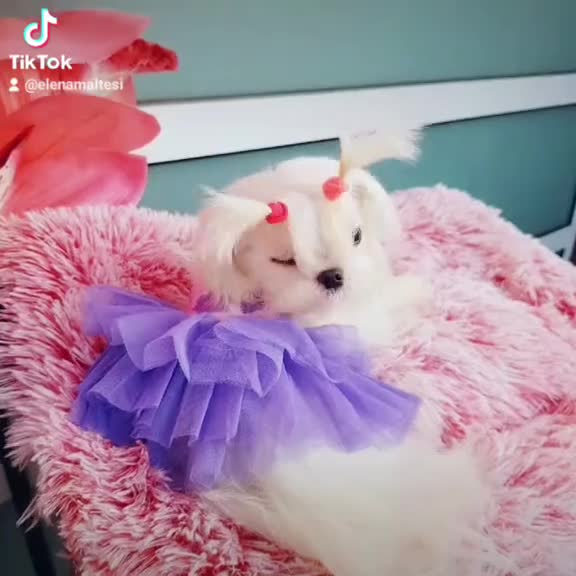 Maltipoo perros en venta: Maltipoo asiáticos de máxima calidad  - Video 3
