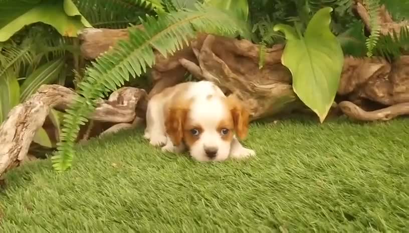 Cavalier King Charles Spaniel perros en venta: Cachorros de cavelier King charles - Video 2