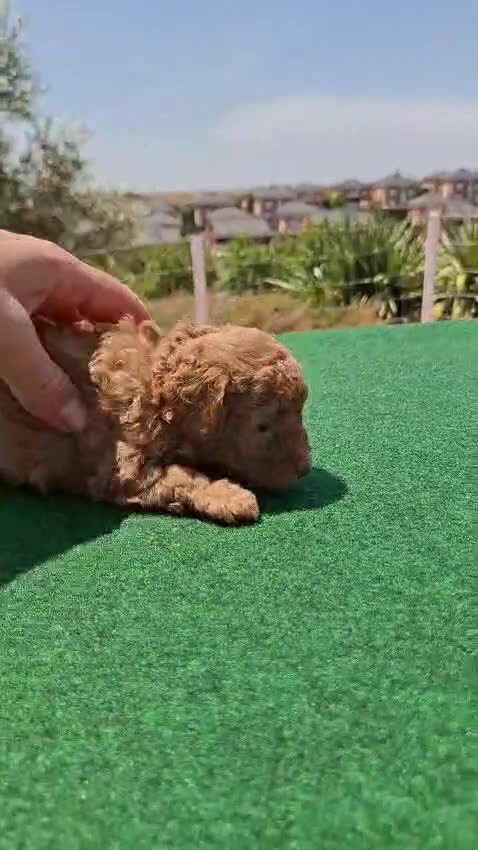 Caniche Toy perros en venta: Caniches toy machos - Video 1