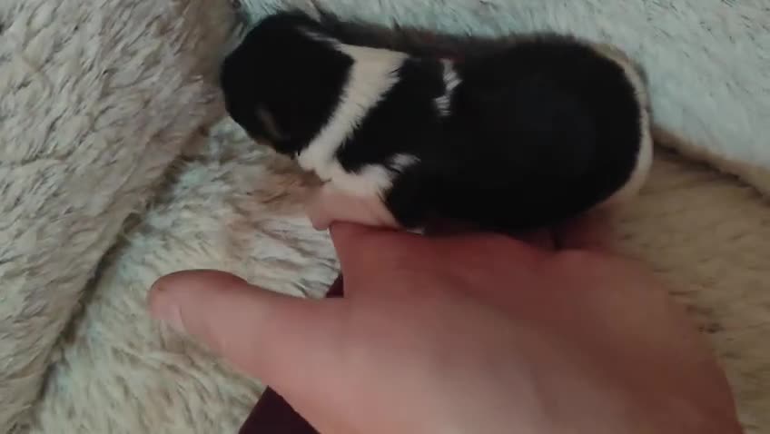 Biewer Yorkshire Terrier a la Pom Pon perros en venta: Yorkshire biewer  - Video 2