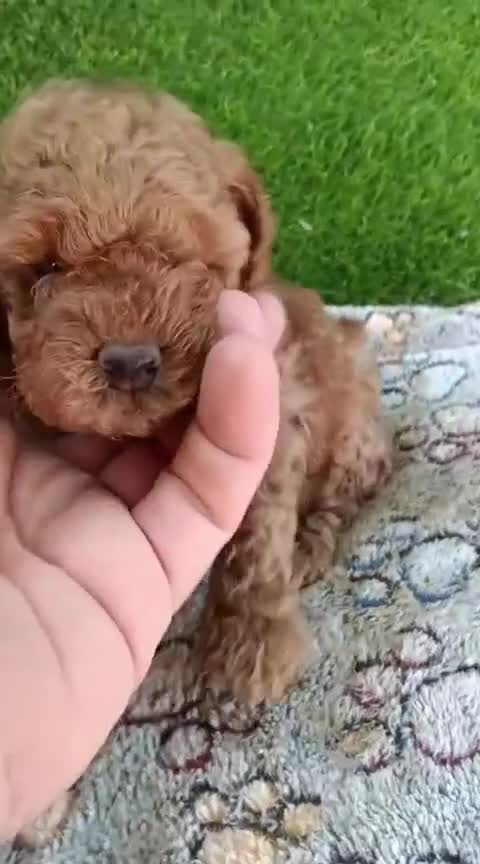 Caniche Toy perros en venta: Último machito toy rojo - Video 1
