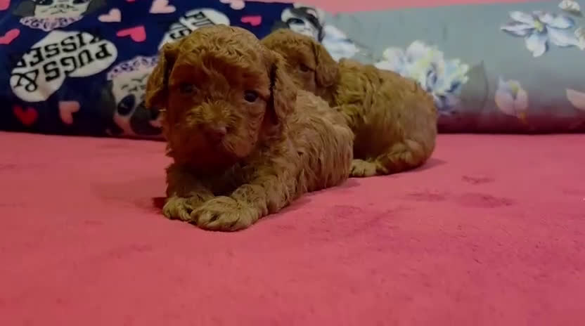 Caniche Toy perros en venta: ‼️‼️CANICHE TOY APRICOT 50%  - Video 1