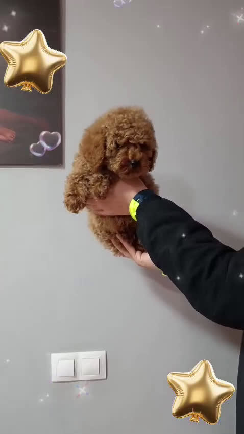 Caniche Toy perros en venta: Caniches toy Rojos - Video 1