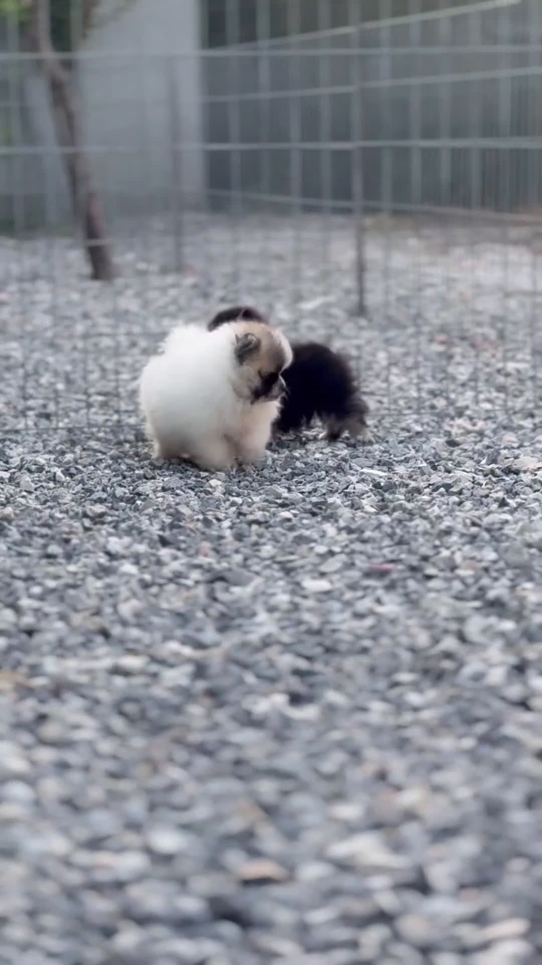Pomerania perros en venta: ✨ Cuatro Pomeranias únicos buscan hogar ✨ - Video 1